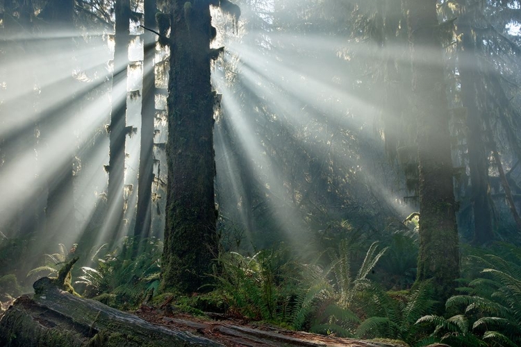 Picture of OLYMPIC NP HOH RAINFOREST 9834