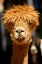 Picture of ALPACA PORTRAIT 0849