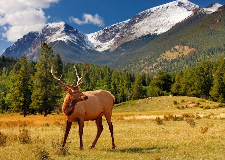 Picture of RMNP ELK CO 6757