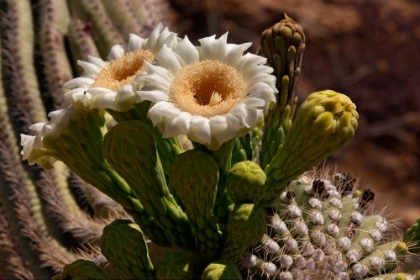 Picture of SAGUARO BLOOMS AZ 7543