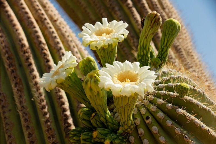 Picture of SAGUARO CACTUS BLOOMS AZ 8745