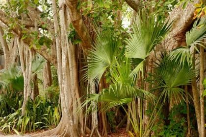 Picture of STRANGLER FIG COLORIZED INFRARED FL 8997