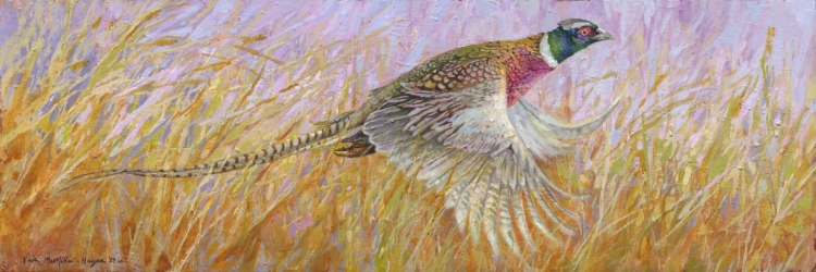 Picture of Pheasant 