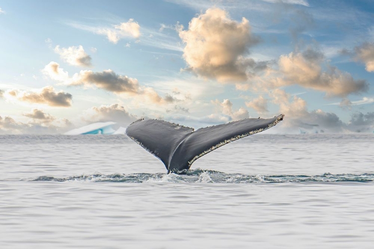 Picture of ANTARCTICA WHALE TAIL III